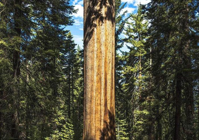 世界上最大的红杉树到底有多大? 至今无摄影师一次拍到它的全貌
