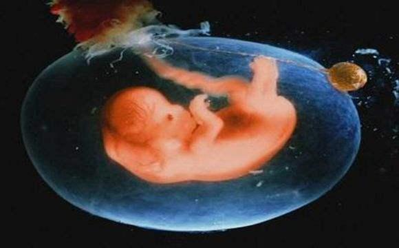 1张图告诉你，怀孕2到16周胎儿的整个发育过程，让人泪目