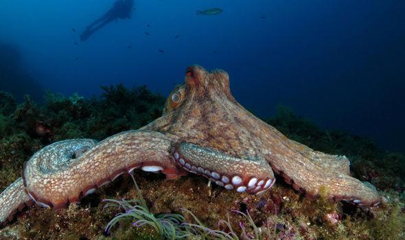 33位科学家：章鱼是外星生物，2.7亿年前从宇宙抵达地球