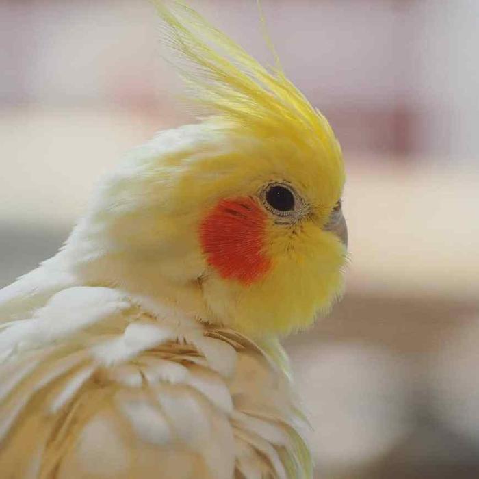 作为宠物鸟中的颜值巅峰，玄凤鹦鹉最有特色的就是这对小腮红了