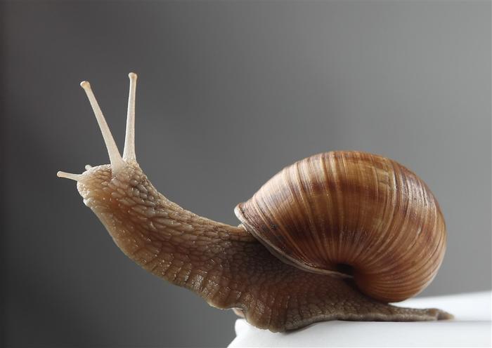 蜗牛的“角”有什么用?