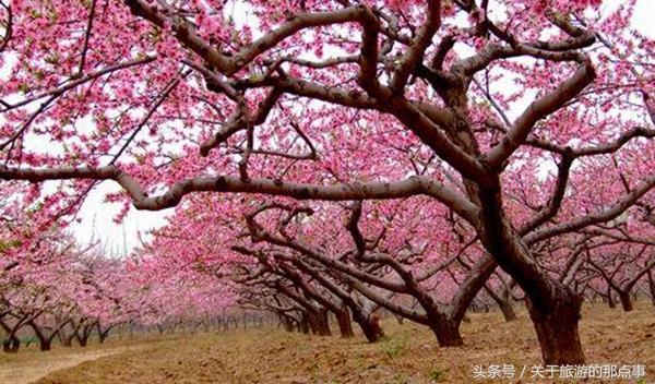 三生三世十里桃花现实桃花林!