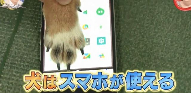 猫狗等动物能玩手机？专家说要有肉垫，然而结果连蛇都可以