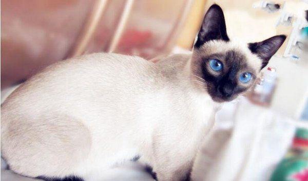 地球上10大最萌最可爱的猫咪，橘猫第六，加菲第三，你最爱哪个？