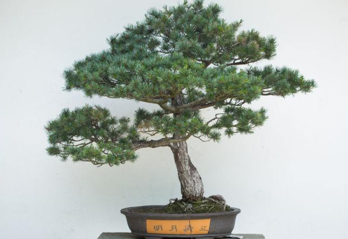 松树盆景的养护方法，平时注意这“5点”，生长好观赏性强