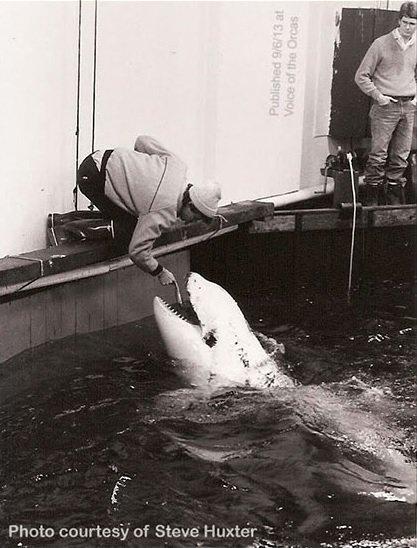 Steve Huxter | The Voice of the Orcas