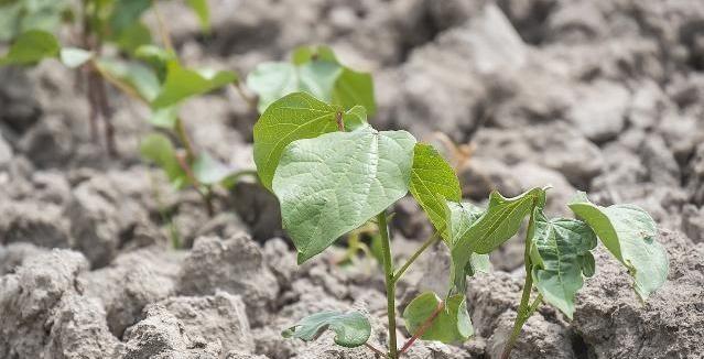 棉花病害立枯病防治技术