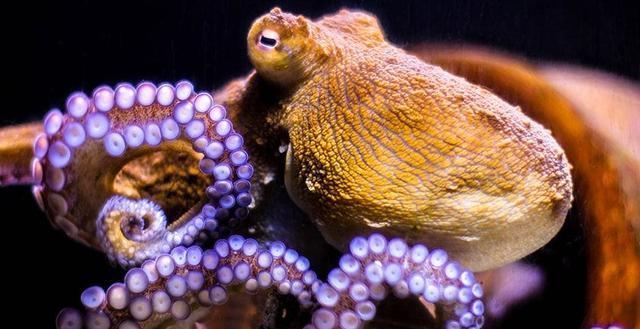 33位科学家：章鱼是外星生物，2.7亿年前从宇宙抵达地球