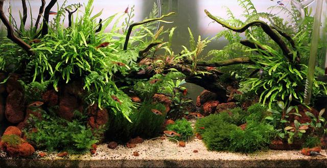 原生缸造景：阴性草缸搭配原生缸骨架，见证生命的顽强