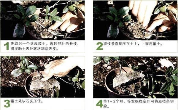5种盆栽“压条”方法，不用剪枝不用嫁接，看完1种就会用，生根快