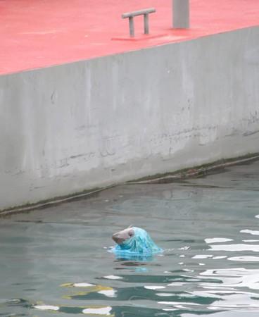 小海豹穿“塑胶帽”浮出海面眼神求救，殊不知人类才是真凶