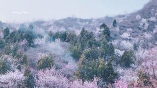 北京懷柔漫山遍野的粉紅桃花