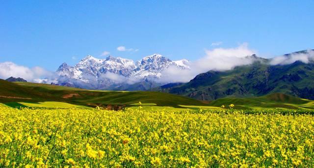 中国最美油菜花赏花地图