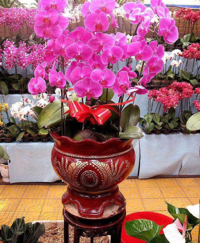 这几种花最适合摆在门口