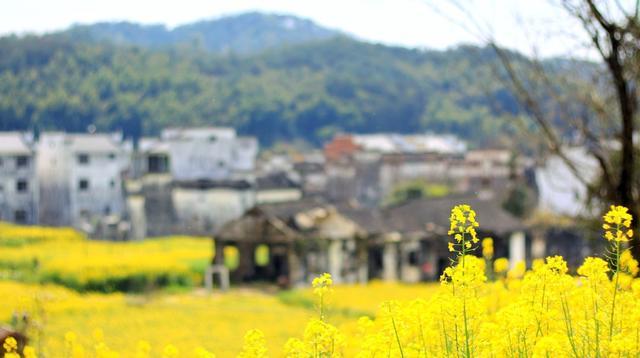 中国最美油菜花赏花地图