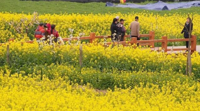 中国最美油菜花赏花地图