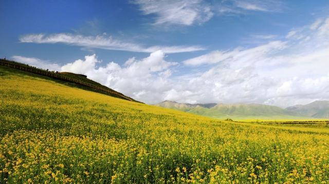 中国最美油菜花赏花地图