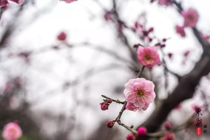 武汉人的新年赏梅根据地，和家人来东湖梅园团聚祈福闹新春！