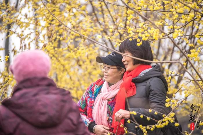 武汉人的新年赏梅根据地，和家人来东湖梅园团聚祈福闹新春！