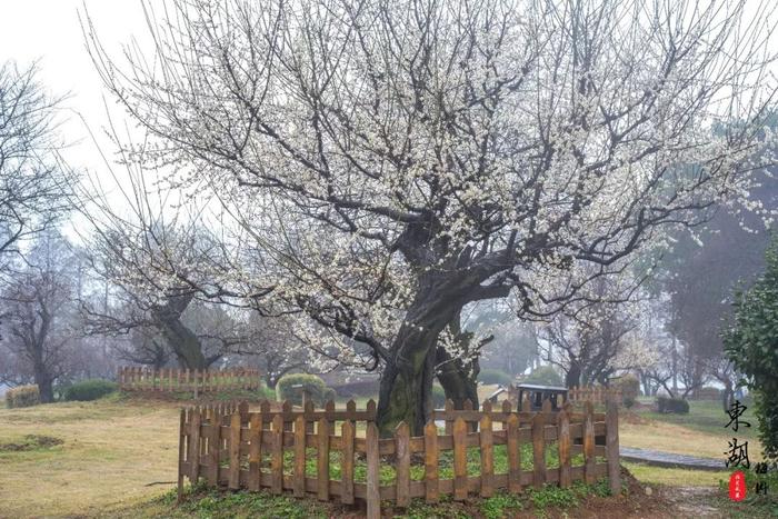 武汉人的新年赏梅根据地，和家人来东湖梅园团聚祈福闹新春！