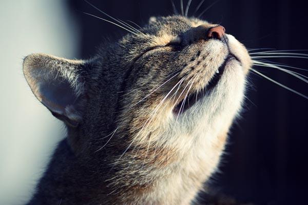 猫叫声的含义及行为学分析—猫咪的姿势