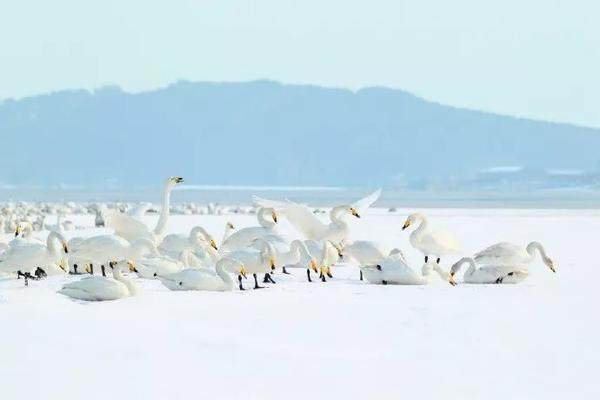 你敢大冬天来威海吗?我先要告诉你…!|海草房|渔家|滑雪|旅游|避暑_新浪新闻