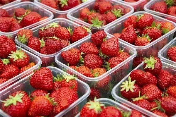 去高新东区“十里莓廊”采草莓,这个周末约一个?!