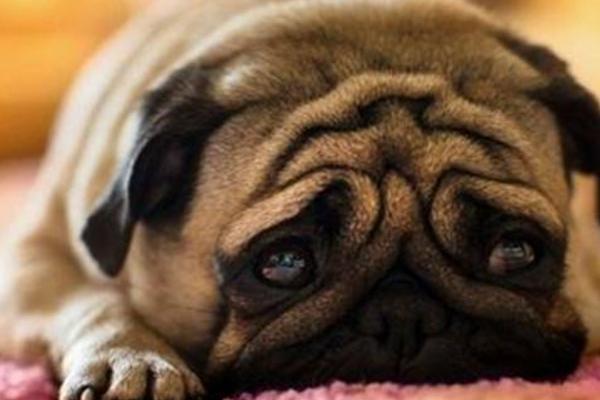 狗狗为什么会哭？最大的原因可能是泪腺堵塞了！