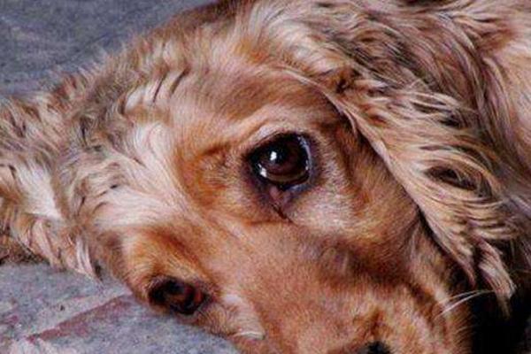 狗狗为什么会哭？最大的原因可能是泪腺堵塞了！