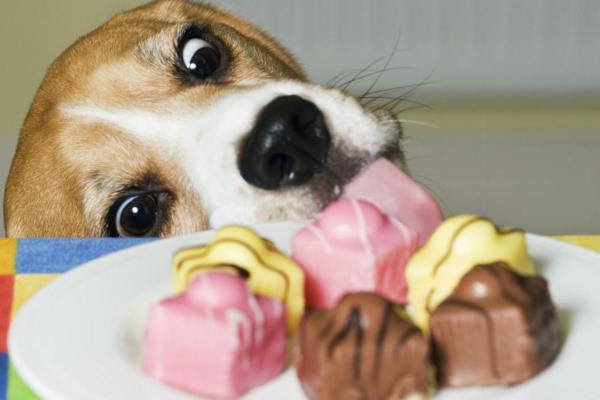 我们都知道狗狗不能吃巧克力，木糖醇比巧克力的危害还大！