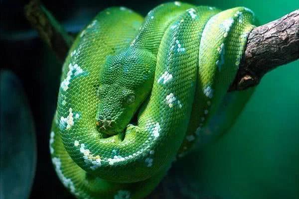 盘点地球上10种最漂亮的蛇,第一名通体绿色,好似翡翠!