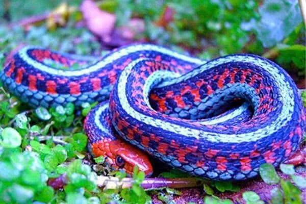盘点地球上10种最漂亮的蛇,第一名通体绿色,好似翡翠!