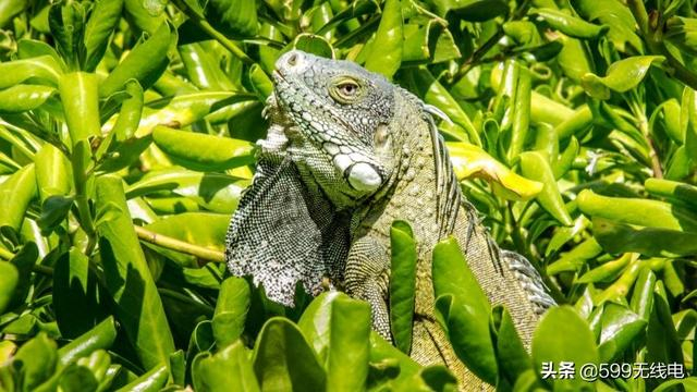 DX:PJ2T 库拉索岛!,你不知道的事