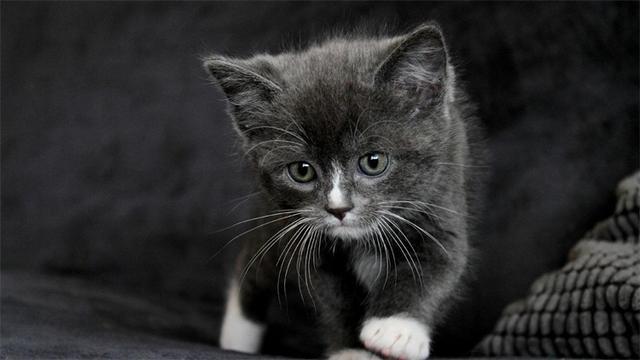 猫尿味该怎么祛除？这11种方法都可以！