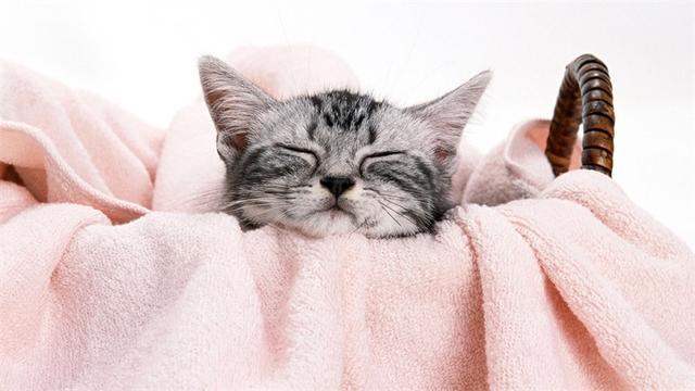 猫尿味该怎么祛除？这11种方法都可以！
