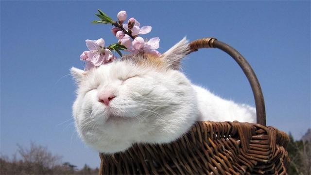 猫尿味该怎么祛除？这11种方法都可以！