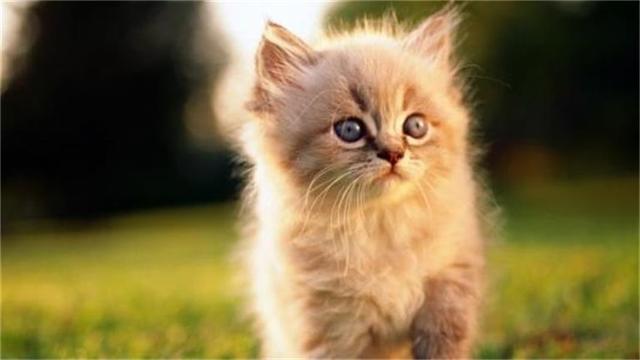 猫尿味该怎么祛除？这11种方法都可以！