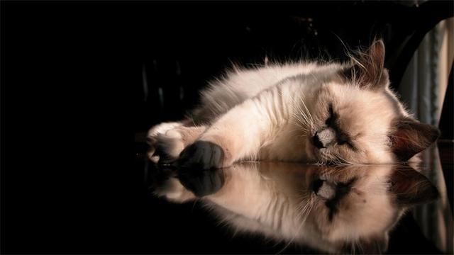 猫尿味该怎么祛除？这11种方法都可以！