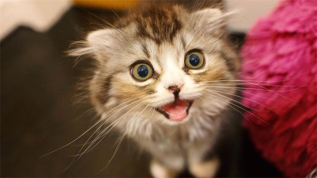 猫尿味该怎么祛除？这11种方法都可以！