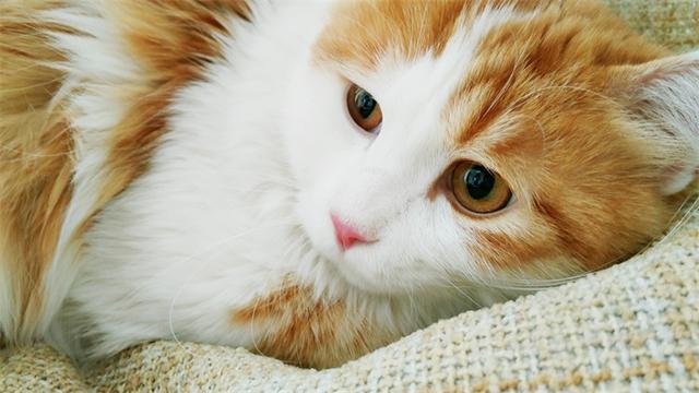 猫尿味该怎么祛除？这11种方法都可以！