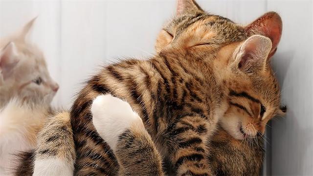 猫尿味该怎么祛除？这11种方法都可以！