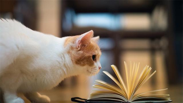 猫尿味该怎么祛除？这11种方法都可以！