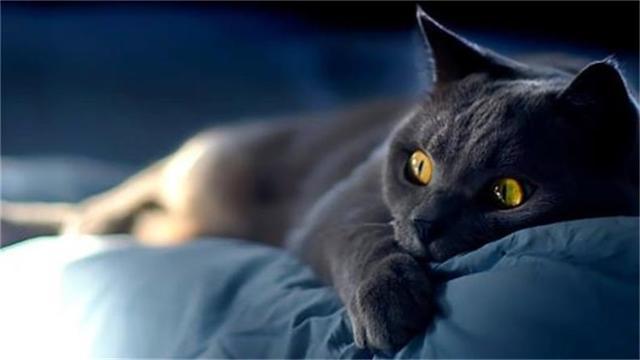 猫尿味该怎么祛除？这11种方法都可以！