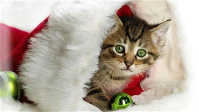 猫尿味该怎么祛除？这11种方法都可以！