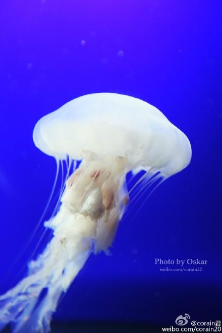 进入深海生物区,基本都是一些平时比较难见到的生物了。样子都很漂亮。