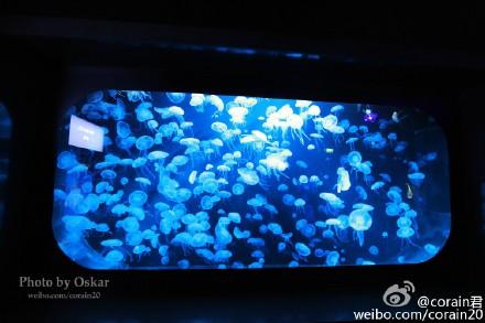 巨型大章鱼,第一次见到,样子有点吓人的。