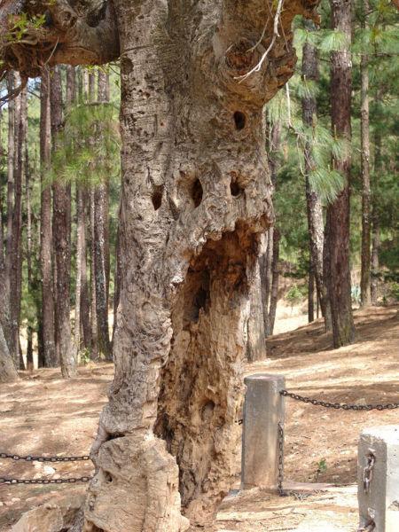 龙陵松山战役见证树 龙陵松山战役见证树