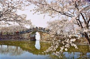 江南梅花 江南梅花