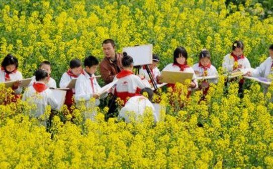 油菜花田 油菜花田