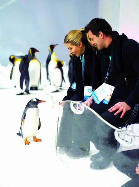 墨尔本水族馆 墨尔本水族馆企鹅乐园